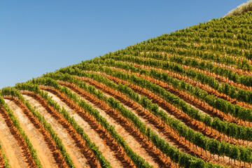 Sunlit vineyard rows in South Africa