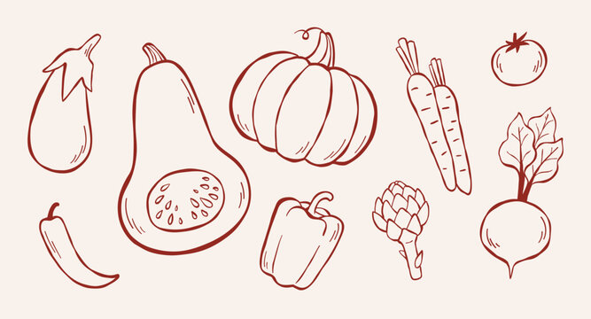 Vector line illustration of eggplant, pumpkins, chili pepper, bell pepper, carrots, tomato, artichoke, beetroot. Collection of different vegetables, sketch clip art for coloring book, logo design. 