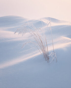 Frosty Grasses in Snow - Minimalist Winter Nature Background
