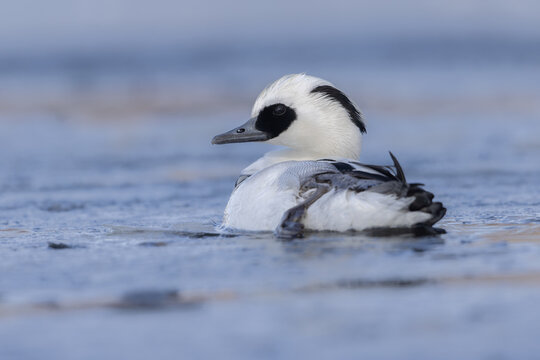 Smew (Mergellua albellus), male