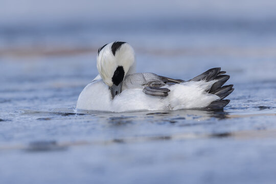 Smew (Mergellua albellus), male