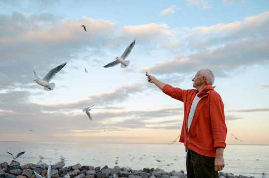 An elderly man feeds seagulls by the sea