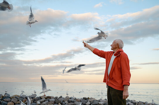 An elderly man feeds seagulls by the sea