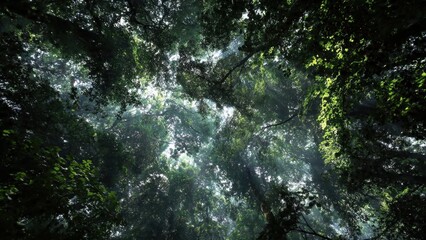 Fototapeta premium Sunbeams shining through dense forest canopy