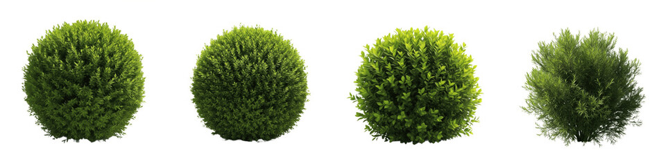 Set and collection of manicured green topiary bushes and round garden shrubs shown from multiple angles isolated on white transparent PNG background © incredibleshots