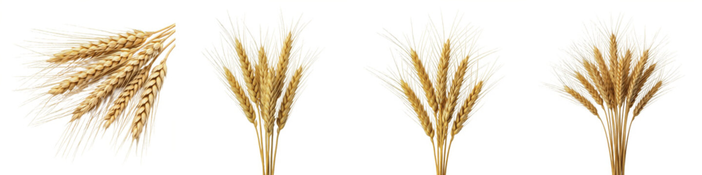 Set and collection of golden ripe wheat ears and stalks shown from various angles isolated on white transparent PNG background