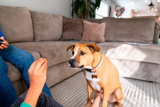 owner holding treat dog