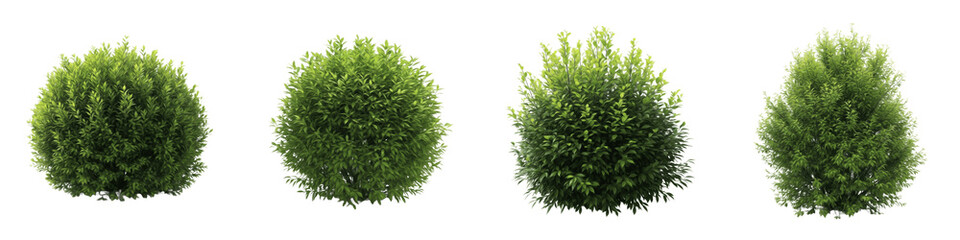 Set and collection of lush green garden bushes and manicured round shrubbery shown from different perspectives isolated on white transparent PNG background © incredibleshots