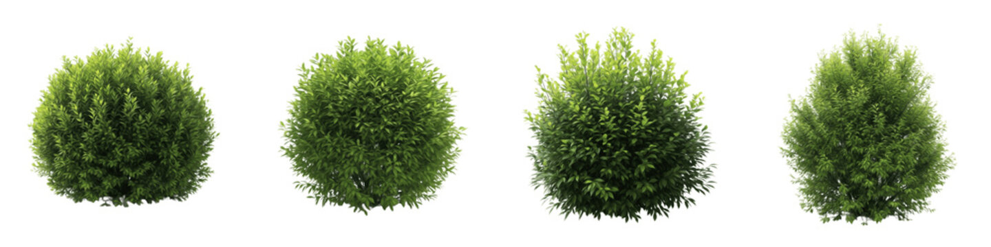 Set and collection of lush green garden bushes and manicured round shrubbery shown from different perspectives isolated on white transparent PNG background