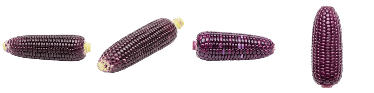 Set and collection of fresh raw purple corn cobs and organic heirloom maize shown from various angles isolated on white transparent PNG background