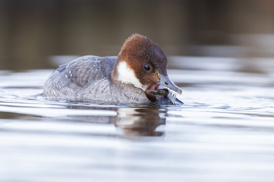 Smew (Mergellus albellus), female