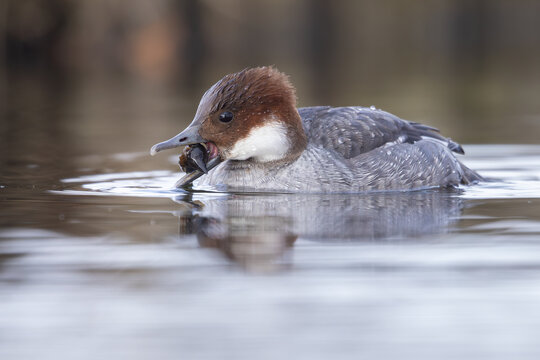 Smew (Mergellus albellus), female
