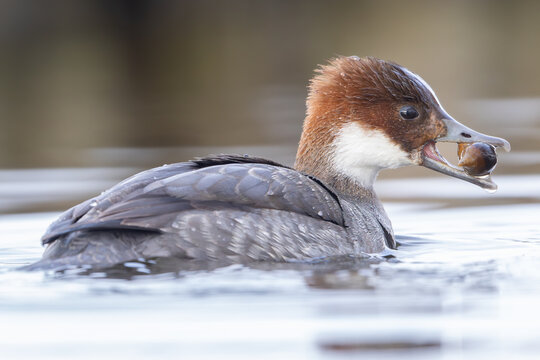 Smew (Mergellus albellus), female