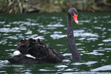 Obraz premium Black Swan in Lake Rotoiti, New Zealand