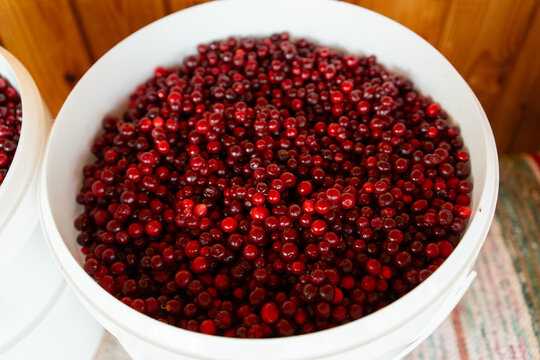 Full bucket of freshly picked lingonberries  

