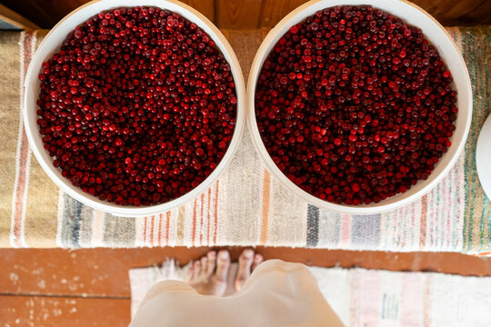 Buckets of freshly picked lingonberries  
