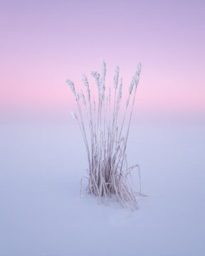 Frozen Reeds with Hoarfrost at Sunrise.  Minimalist photograph of frozen reeds covered in thick hoarfrost, standing on a icy surface during cold winter morning.