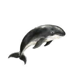 Whale, watercolor drawing vector, isolated on a white background. © nexora