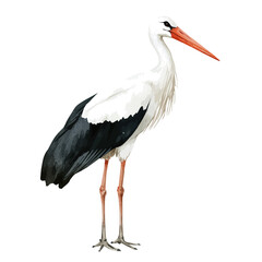 Obraz premium Stork, watercolor painting vector, isolated on a white background.