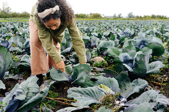 Woman harvesting cabbage on eco farm during agritourism experience
