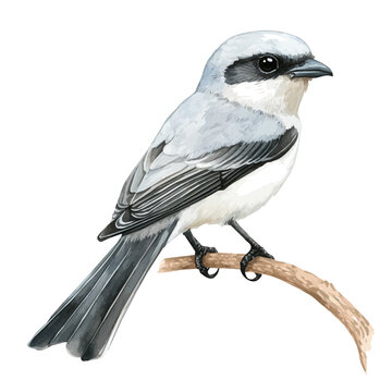 watercolor of Shrike, vector, isolated on a white background.