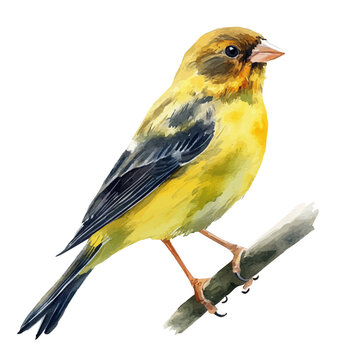 Serin, watercolor clipart vector, isolated on a white background.