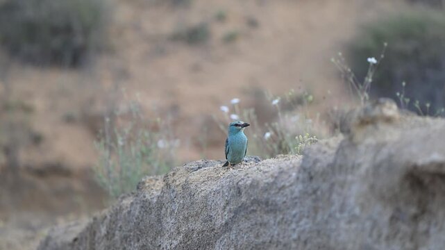 European roller (Coracias garrulus) calling and producing alarm sounds near its nest during strong wind. Wildlife footage showing natural bird behavior, alertness, and protective response in outdoor e