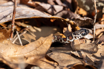 baby black rat snake with huge eyes in its colored pattern emerges from under the leaves in spring