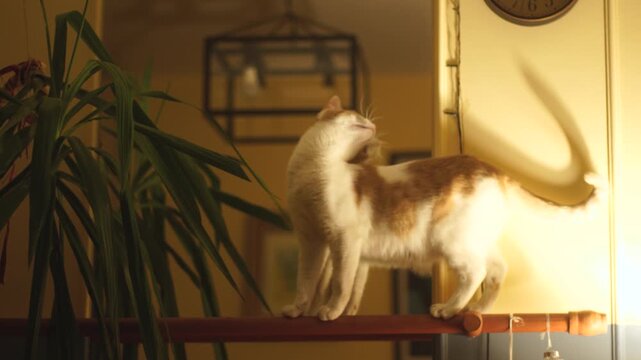 A cat balancing on a dance pole in front of the mirror in the evening in the living room