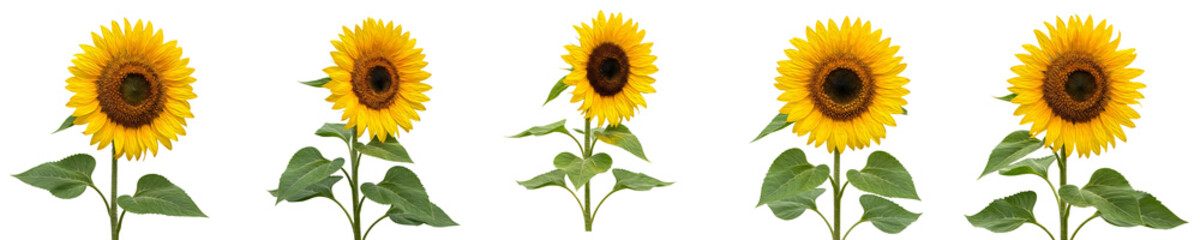 a Premium collection of sunflowers displayed on white background, professional PNG file PRO PNG HIGH /.,