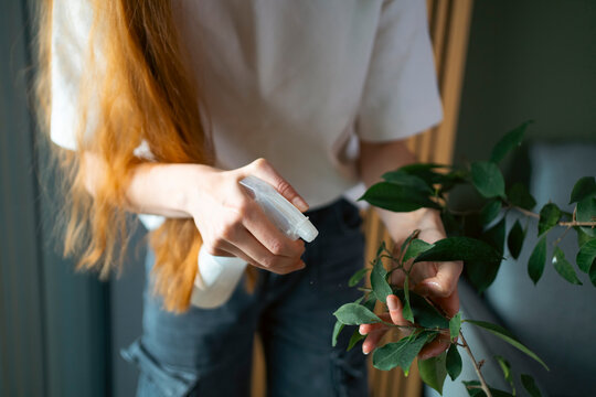 Woman spraying houseplant leaves for indoor care