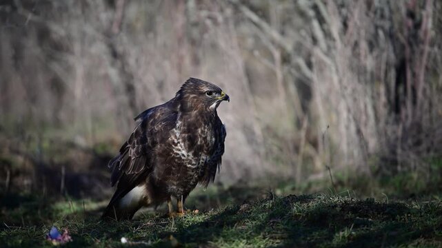 Common buzzard (Buteo buteo) in its natural habitat. Slow motion footage of a wild bird of prey showing natural behavior and alertness in forest or field environment.