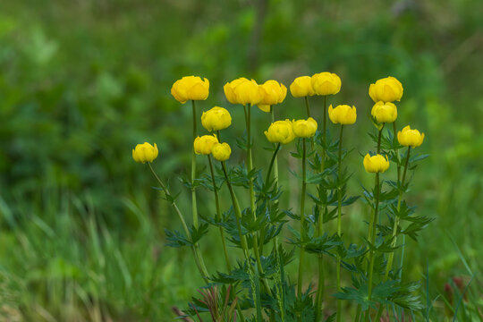 Globeflower (Trollius europaeus)