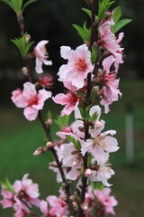 Obraz premium Peach blossoms in soft natural light with delicate pink petals and spring atmosphere