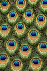 Obraz premium Peacock Feather Texture Seamless Pattern. Close-up peacock plumage detail. Exotic bird feather surface design. Realistic peacock feather texture background. Detailed vibrant feather macro close-up. Co