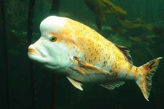 Red stumpnose seabream (Chrysoblephus gibbiceps) in front of kelp