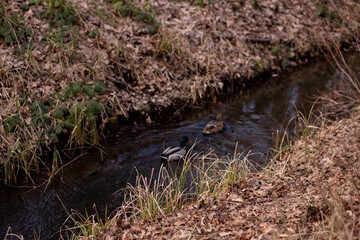 Obraz premium Botanical forest environment with trees and natural textures