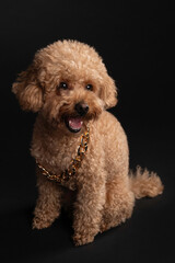 Brown toy poodle posing in the photo studio on black background with gold chain on its neck, beautiful photos, add design, 