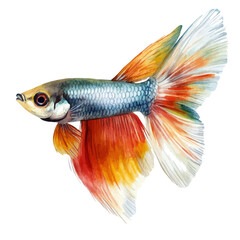 Fototapeta premium Guppy Fish, watercolor clipart vector, isolated on a white background.