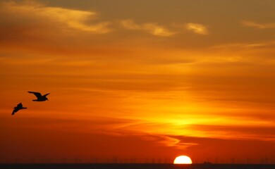 Mewy na tle pięknego, fantastyczne, super fajnego zachodu słońca nad Morzem Irlandzkim. © Pawel Zabczyk