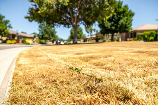 a residential lawn suffering from severe drought stress or dormancy, causing the grass to turn brown and dry. landscaping or environment background with copy space.