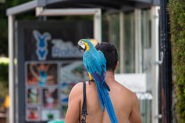Blue And Yellow Macaw Perched On Man's Shoulder While Walking Through Urban Street © Boris