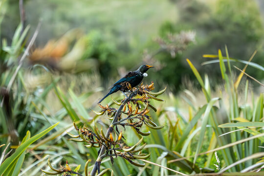 Tūī bird feeding on the New Zealand Flax