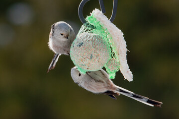 Raniuszek pospolity, mały, dziki ptak występujący na terenie Europy. Siedzi na metalowej konstrukcji karmnika, jest w trakcie zimowego dokarmiania przez człowieka. © boguslavus