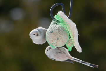 Raniuszek pospolity, mały, dziki ptak występujący na terenie Europy. Siedzi na metalowej konstrukcji karmnika, jest w trakcie zimowego dokarmiania przez człowieka. © boguslavus
