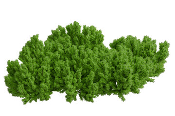 Fototapeta premium Lush green dense shrub, irregularly shaped with textured leaves, appearing as a cutout element for nature compositions on a transparent background