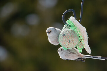 Raniuszek pospolity, mały, dziki ptak występujący na terenie Europy. Siedzi na metalowej konstrukcji karmnika, jest w trakcie zimowego dokarmiania przez człowieka. © boguslavus
