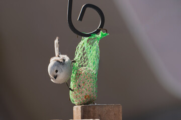 Raniuszek pospolity, mały, dziki ptak występujący na terenie Europy. Siedzi na metalowej konstrukcji karmnika, jest w trakcie zimowego dokarmiania przez człowieka. © boguslavus