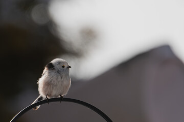 Raniuszek pospolity, mały, dziki ptak występujący na terenie Europy. Siedzi na metalowej konstrukcji karmnika, jest w trakcie zimowego dokarmiania przez człowieka. © boguslavus