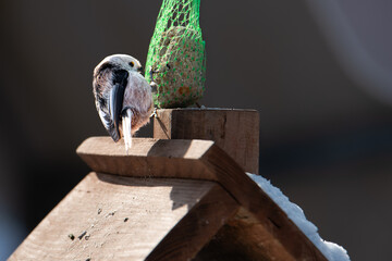 Raniuszek pospolity, mały, dziki ptak występujący na terenie Europy. Siedzi na metalowej konstrukcji karmnika, jest w trakcie zimowego dokarmiania przez człowieka. © boguslavus